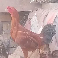 خروس لاری بزرگ وجوان یک سال ونیم
