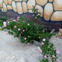 باغ ویلا واقع در روستای خادم آباد معاوضه با...|فروش خانه و ویلا|مشهد, اروند|دیوار