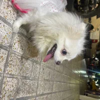 سگ.|سگ|تهران, آذربایجان|دیوار