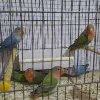 کوتوله برزیلی
