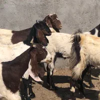 20راس چپش پاکستانی جنس یک(میش بره بزغاله گوسفند)|حیوانات مزرعه|قم, آرامستان بهشت معصومه|دیوار