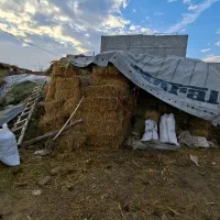 پرس کلش|خدمات باغبانی و درختکاری|قره ضیاالدین, |دیوار