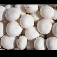 فروش عمده قارچ دکمه ای با کیفیت بالا|خوردنی و آشامیدنی|اصفهان, ارغوانیه|دیوار