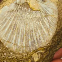 سنگ فسیل|کلکسیون اشیاء عتیقه|حنا, |دیوار