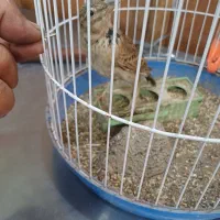سهره خاکی|پرنده|قم, هفت تیر|دیوار