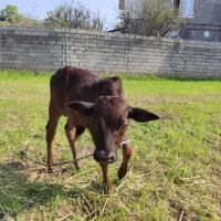 گاو چالوسی به همراه ورزا کوله|حیوانات مزرعه|رشت, رودباری|دیوار