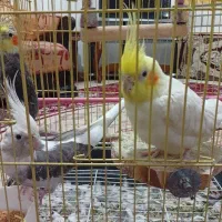 عروس هلندی|پرنده|سورک, |دیوار