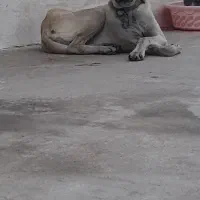 سگ سرابی ماده