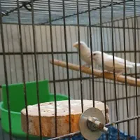 فنچ بنگالی سفید