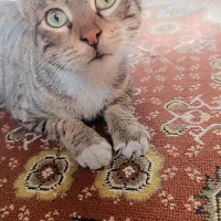 سرپرستی گربه