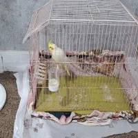 عروس هلندی نر چهارماه بشرط دستی