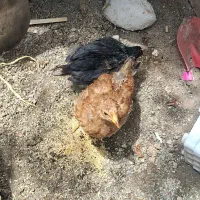 دو عدد جوجه