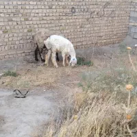میش بره ماده