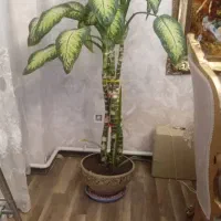 گل آپارتمانی و خانگی