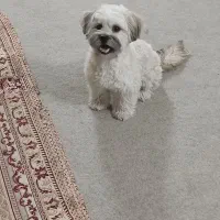 سگ شیتزو|سگ|اصفهان, گرکان|دیوار