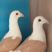 کبوتر دوکت المانی