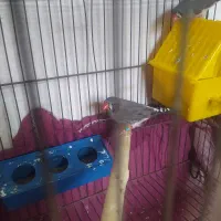 فنچ|پرنده|گهواره, |دیوار