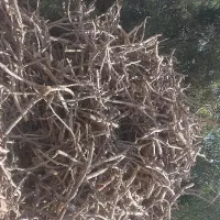 خریدو فروش چوب