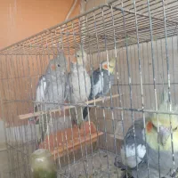 .طوطی.فنچ|پرنده|هشتگرد, شهرک راه آهن|دیوار