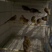 قناری اوپال|پرنده|اسلام‌شهر, شهرک قائمیه|دیوار