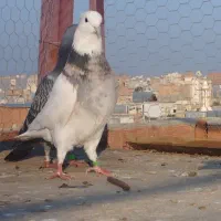 کبوتر طوقی|پرنده|گنبد کاووس, |دیوار