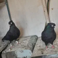 کفتر