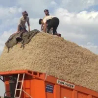 کاه سفال  تفاله ،  کاه نیشکر باگاس امسالی فله ای|لوازم جانبی حیوانات|شیراز, جمهوری|دیوار