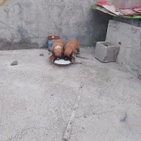 سگ نژاد دار
