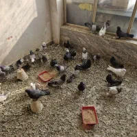 اصفهانی بازی کن|پرنده|برخوار, |دیوار