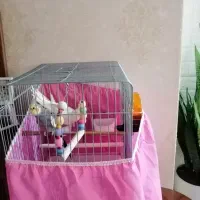 قفس پرنده ۱۰۳۲