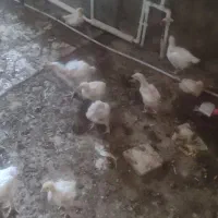 جوجه گوشتی