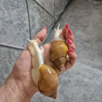 واگذاری حلزون|خزنده|اراک, |دیوار