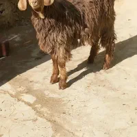 بزغاله چاق نربرای قربانی|حیوانات مزرعه|بناب, |دیوار