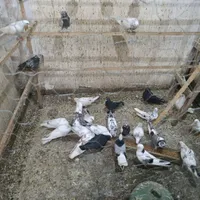 کبوتر غریب گیری