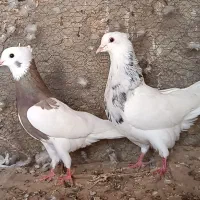 کبوتر رنگی و پلاکی وراوی|پرنده|وراوی, |دیوار