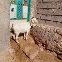 ۱عدد بز جوان سرحال برای قربانی وزن ۳۵کیلو|حیوانات مزرعه|اردبیل, |دیوار