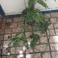 تریکالر هویا ،گل طبیعی ،شفلرا،گل کاغذی،گل خاص|گل و گیاه طبیعی|مشهد, حسابی جنوبی (شهرک غرب)|دیوار