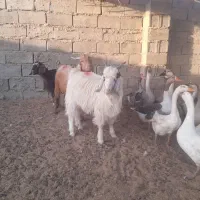 ۱۶ راس بزغاله چاق و چلبک نرو ماده به قیمت مناسب|حیوانات مزرعه|هامون, |دیوار