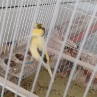 قناری نر ابلغ گلاستر حلقه پا درشت و خونگی