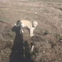 سگ گله گرد|سگ|شاندیز, |دیوار