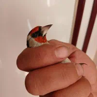 سهره طلایی|پرنده|ابهر, |دیوار