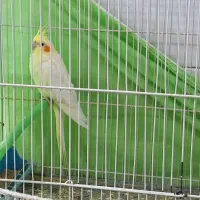 عروس هلندی ماده زرد بالغ جوون|پرنده|جوین, |دیوار