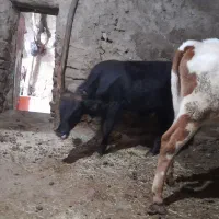 ۹تاگوساله نروماده|حیوانات مزرعه|سارال, |دیوار