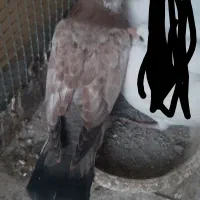 کبوترگمشده