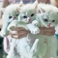 بچه گربه های بریتیش لانگ هیر