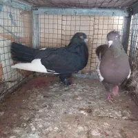 سینه ،سیاه ، قهو ه ای