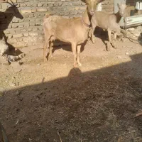 سه تا یک ساله الپان درجه یک آبستن