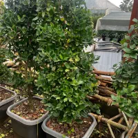 کاج سدروس ( گیاه یاس هلندی ، کامیس فضای سبز )