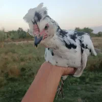 مرغ و خروس گلین