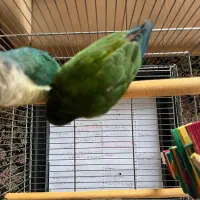 یک جفت گیرین چیک